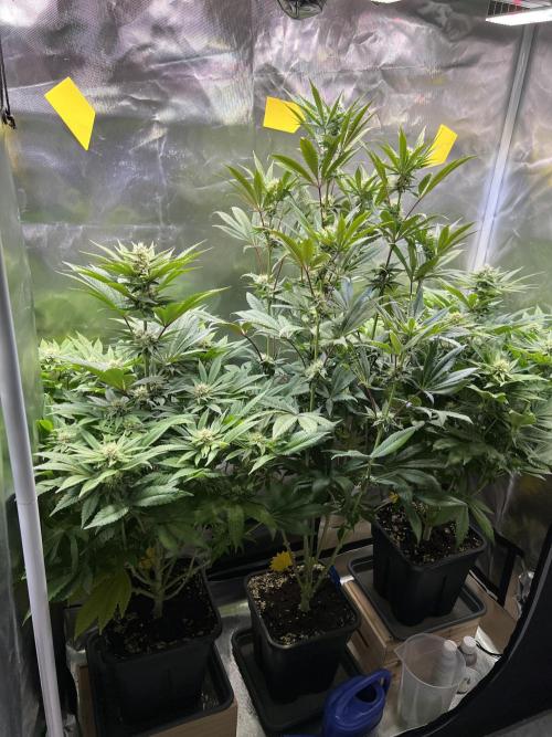 Mona Lisa - T.H.Seeds. Week 8