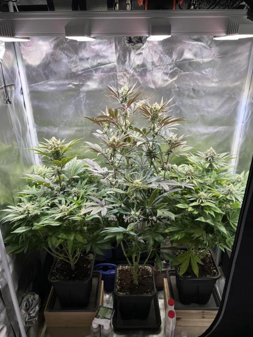 Mona Lisa - T.H.Seeds. Week 9