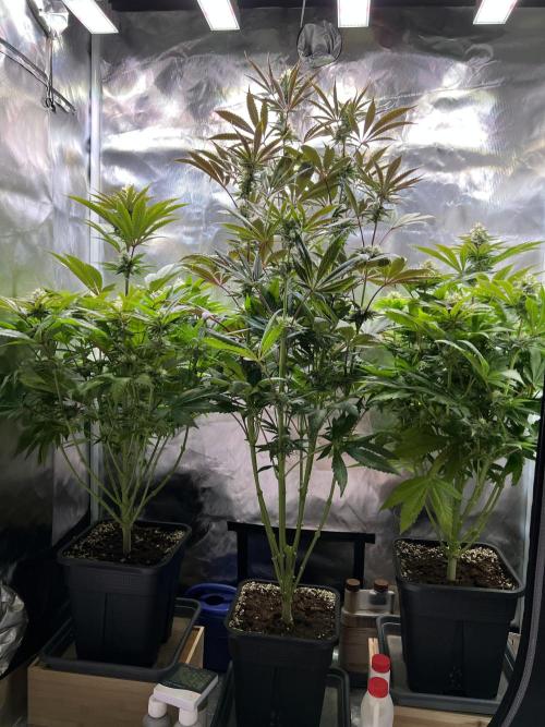 Mona Lisa - T.H.Seeds. Week 9