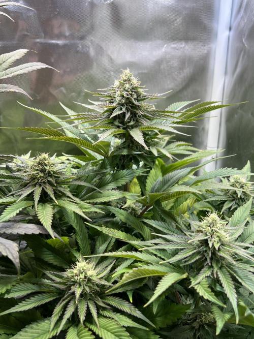 Mona Lisa - T.H.Seeds. Week 9