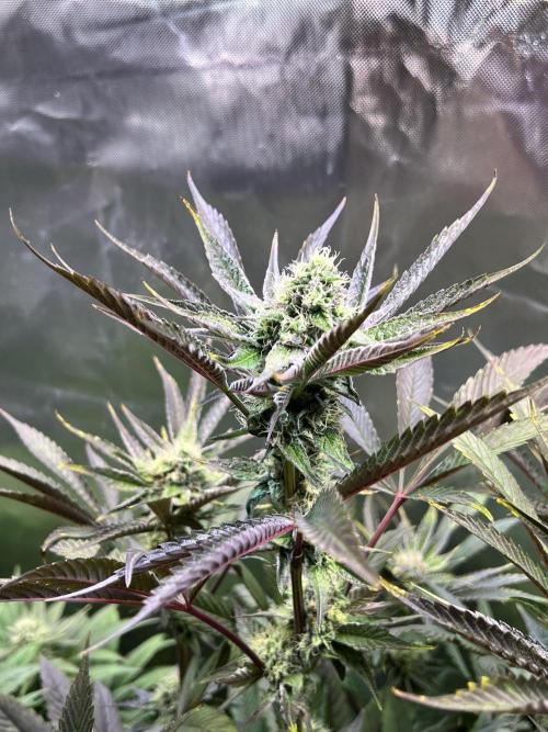 Mona Lisa - T.H.Seeds. Week 9