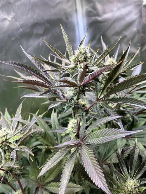 Mona Lisa - T.H.Seeds. Week 9