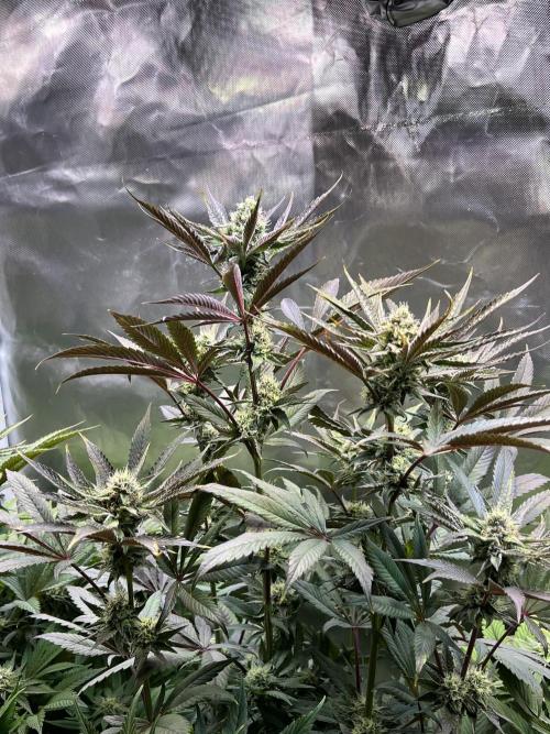 Mona Lisa - T.H.Seeds. Week 9