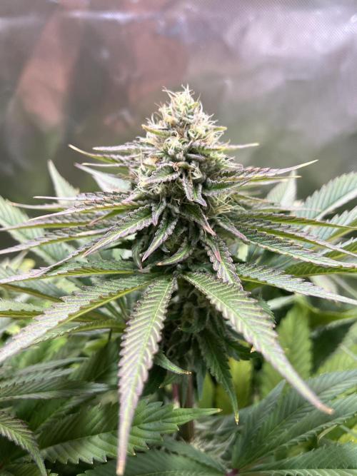 Mona Lisa - T.H.Seeds. Week 9