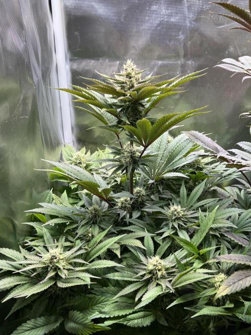 Mona Lisa - T.H.Seeds. Week 9