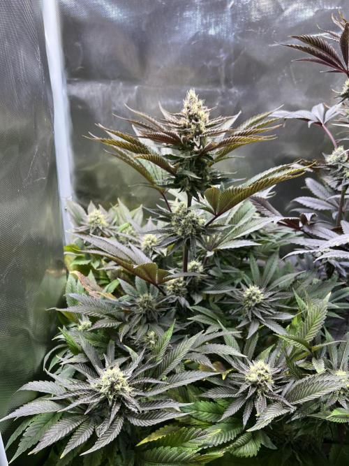 Mona Lisa - T.H.Seeds. Week 10