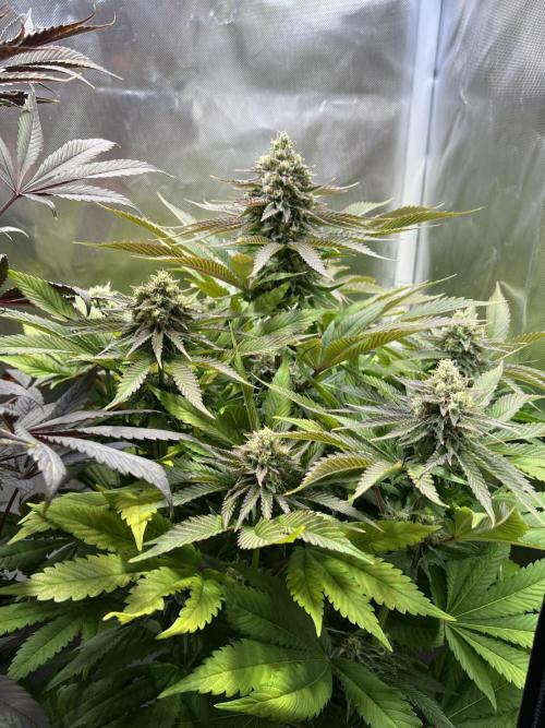 Mona Lisa - T.H.Seeds. Week 10