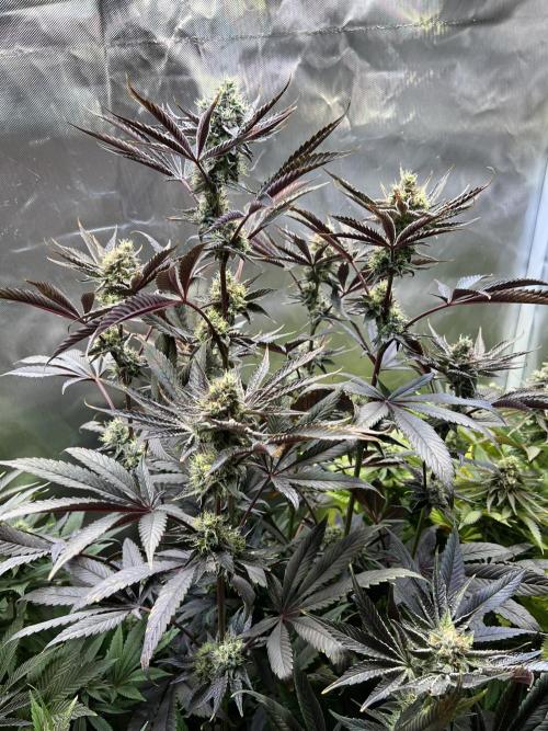 Mona Lisa - T.H.Seeds. Week 10