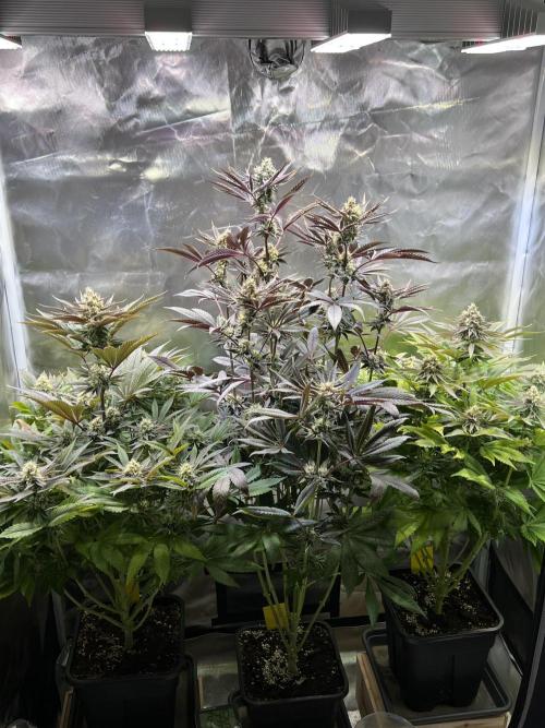 Mona Lisa - T.H.Seeds. Week 10