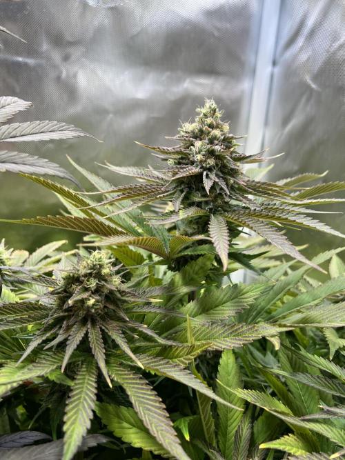 Mona Lisa - T.H.Seeds. Week 10