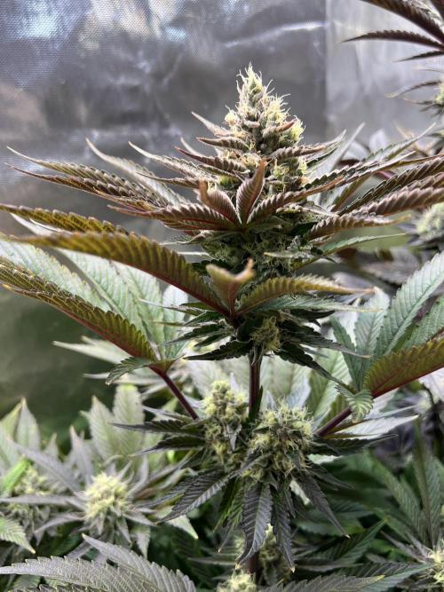 Mona Lisa - T.H.Seeds. Week 10