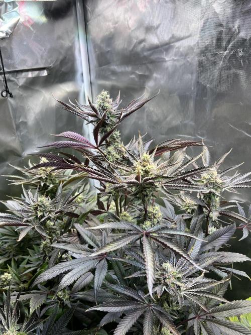 Mona Lisa - T.H.Seeds. Week 10