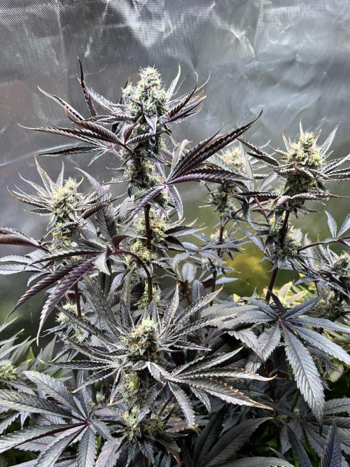 Mona Lisa - T.H.Seeds. Week 11