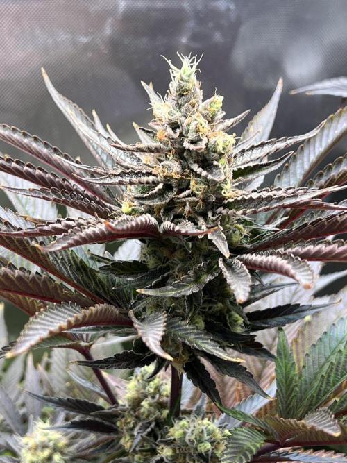 Mona Lisa - T.H.Seeds. Week 11