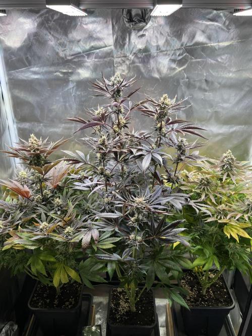 Mona Lisa - T.H.Seeds. Week 11