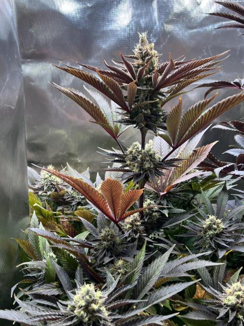 Mona Lisa - T.H.Seeds. Week 11