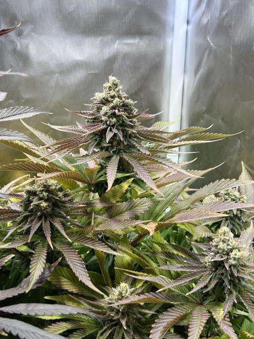 Mona Lisa - T.H.Seeds. Week 11