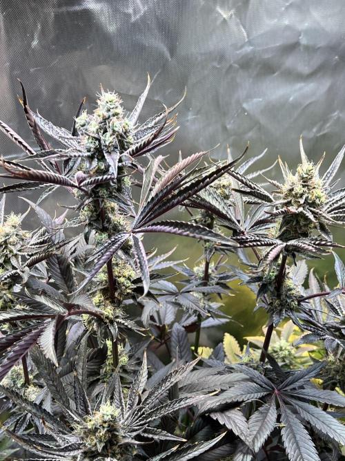 Mona Lisa - T.H.Seeds. Week 11