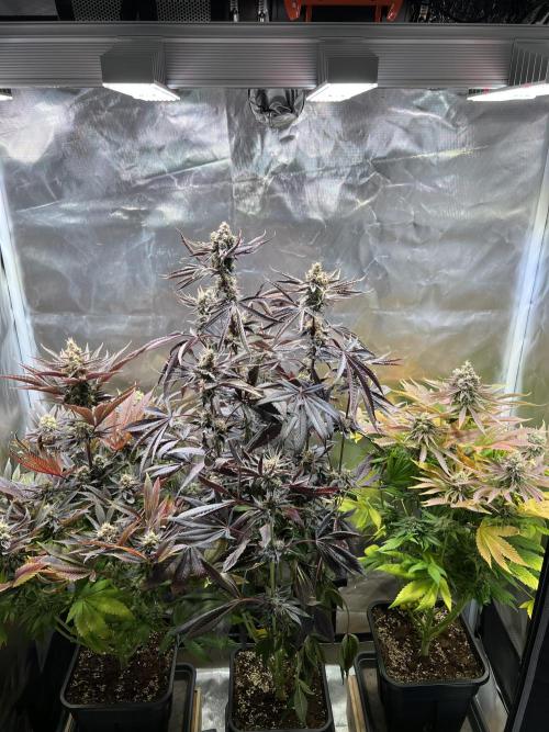 Mona Lisa - T.H.Seeds. Week 12