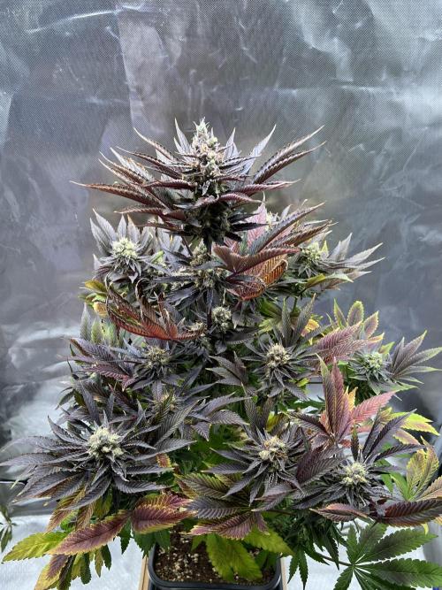 Mona Lisa - T.H.Seeds. Week 12