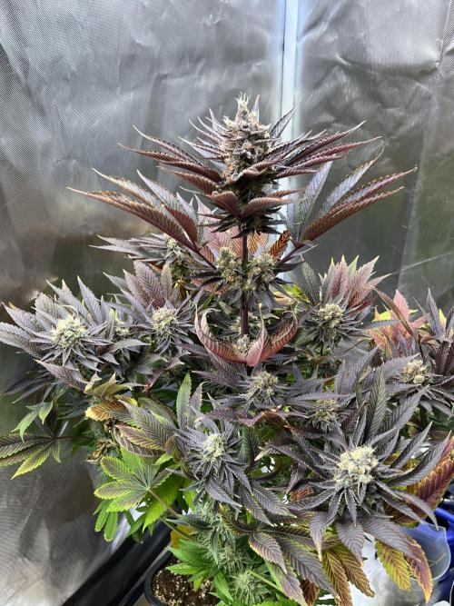 Mona Lisa - T.H.Seeds. Week 12