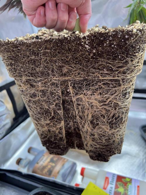 Mona Lisa - T.H.Seeds. Week 12