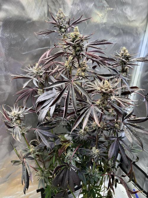 Mona Lisa - T.H.Seeds. Week 12