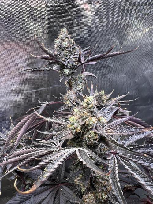 Mona Lisa - T.H.Seeds. Week 12