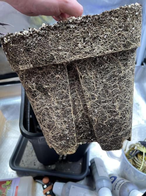 Mona Lisa - T.H.Seeds. Week 12