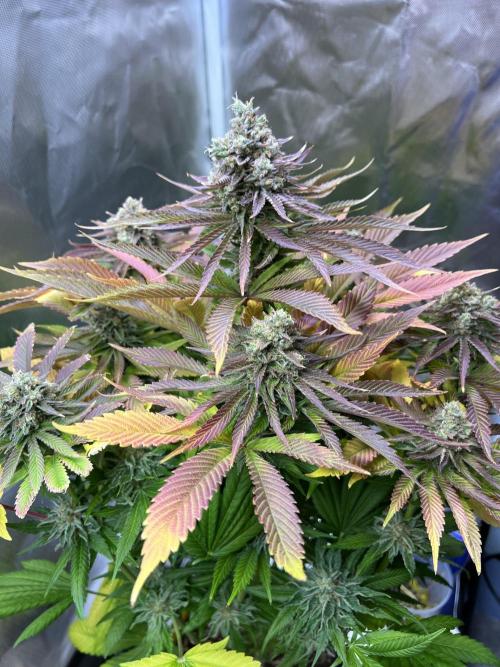 Mona Lisa - T.H.Seeds. Week 12