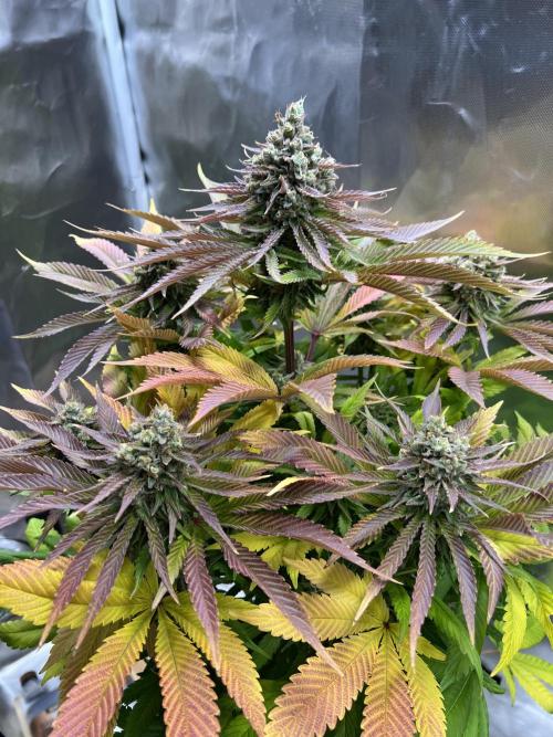 Mona Lisa - T.H.Seeds. Week 12