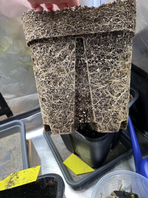 Mona Lisa - T.H.Seeds. Week 12