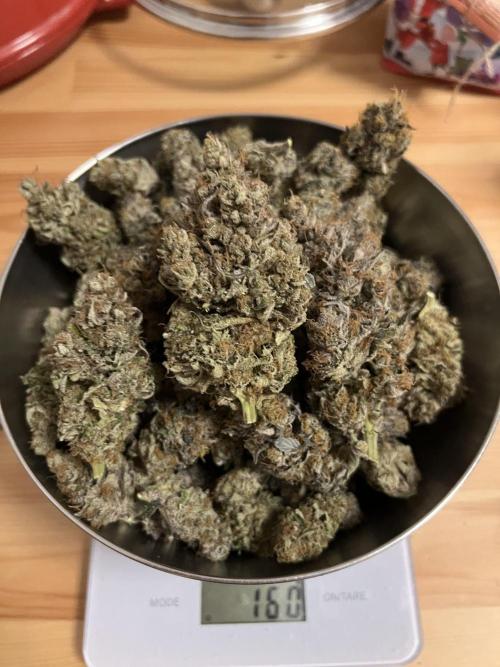 Mona Lisa - T.H.Seeds. Week 13