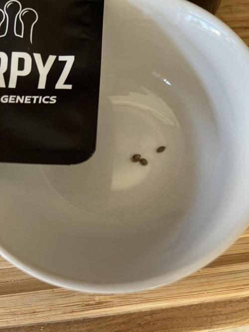 Ice Cream Marker - TerpyZ. Week 0