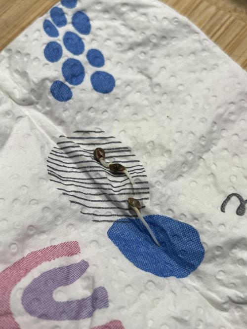 Ice Cream Marker - TerpyZ. Week 0