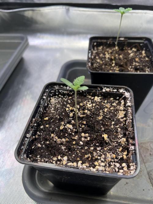 Ice Cream Marker - TerpyZ. Week 0