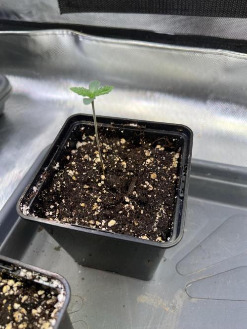 Ice Cream Marker - TerpyZ. Week 0