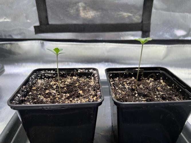 Ice Cream Marker - TerpyZ. Week 0