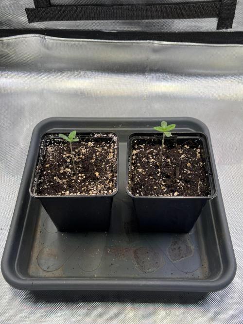 Ice Cream Marker - TerpyZ. Week 0