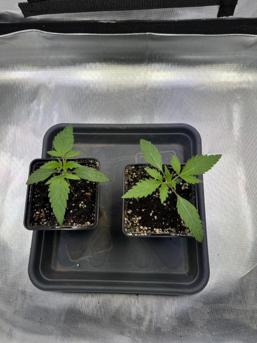 Ice Cream Marker - TerpyZ. Week 1