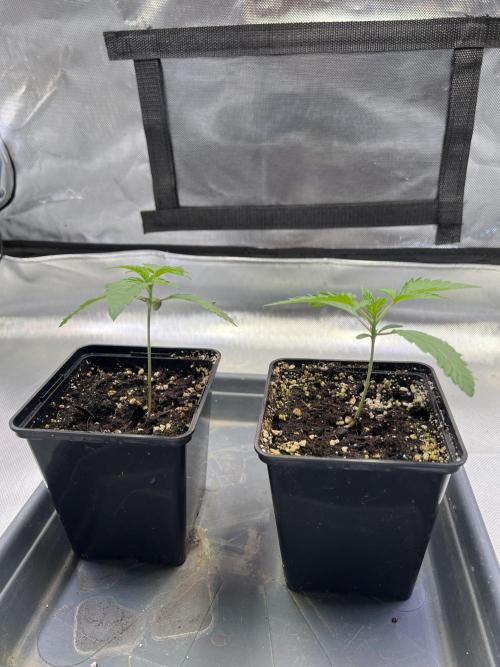 Ice Cream Marker - TerpyZ. Week 1