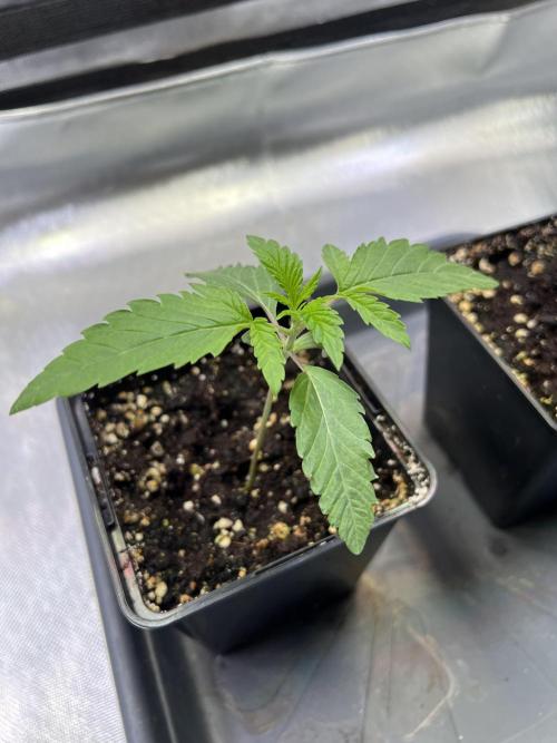 Ice Cream Marker - TerpyZ. Week 1