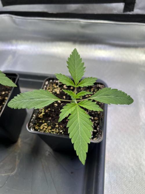 Ice Cream Marker - TerpyZ. Week 1