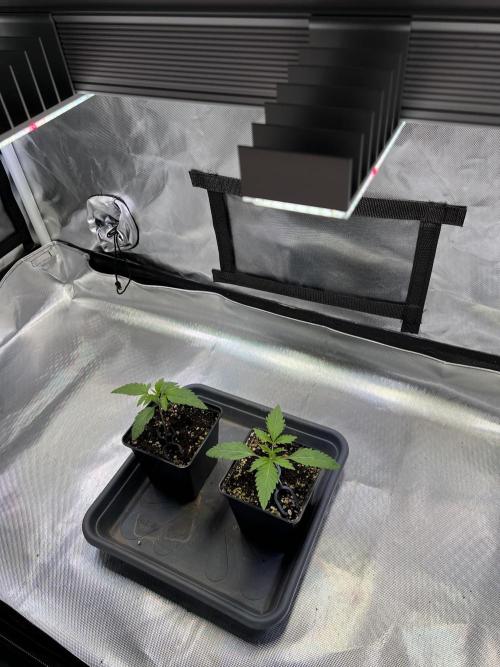 Ice Cream Marker - TerpyZ. Week 1