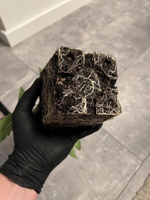 Ice Cream Marker - TerpyZ. Week 2