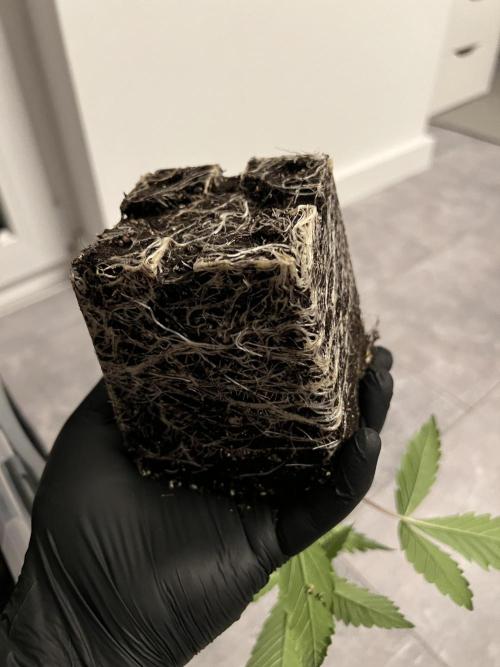 Ice Cream Marker - TerpyZ. Week 2