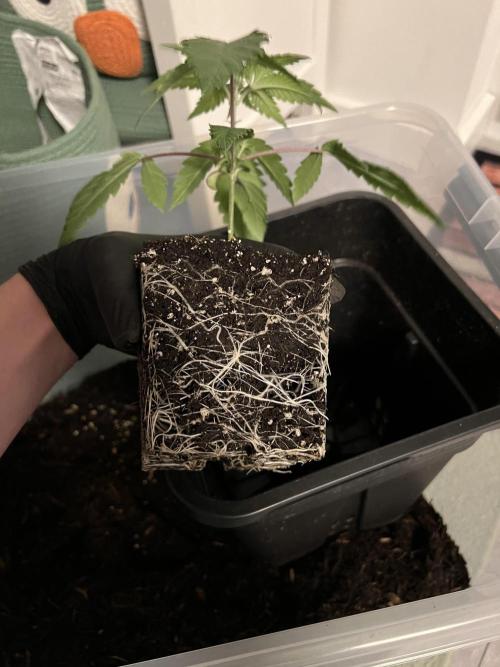 Ice Cream Marker - TerpyZ. Week 2