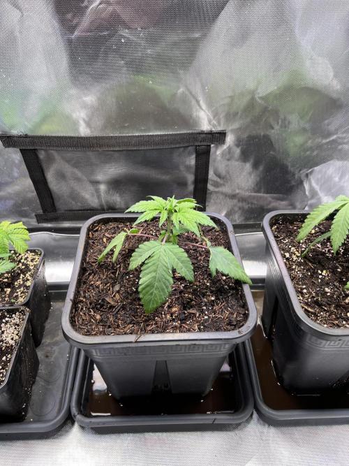 Ice Cream Marker - TerpyZ. Week 2