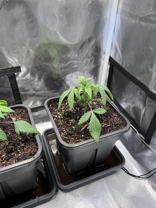 Ice Cream Marker - TerpyZ. Week 2