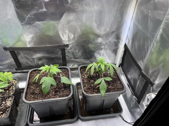 Ice Cream Marker - TerpyZ. Week 2